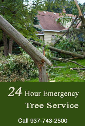 Tree Trimming | Emergency Service | Dayton and Cincinnati